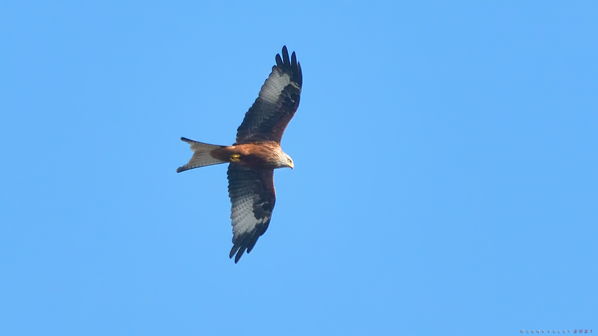 Red Kite